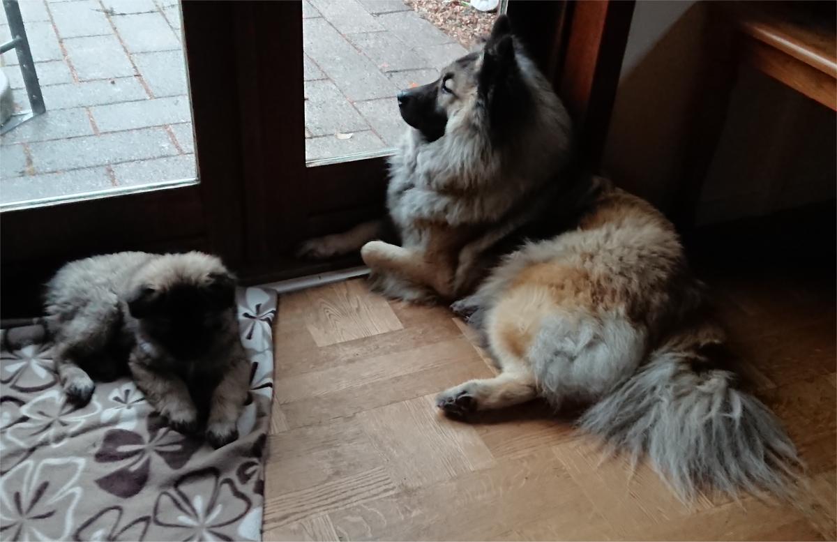 Miko og Ariel holder VAGT
