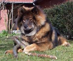 for jeg er en Eurasier..