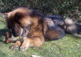 Eurasier og blommetræes grene passer godt sammen.