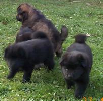 Jubii Eurasier leg er bare det bedste.