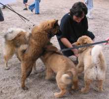 Tivoli hundeparade Eurasier 2002