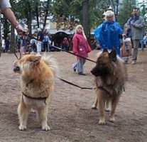 Tivoli hundeparade Eurasier 2002