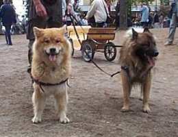 Tivoli hundeparade Eurasier 2002