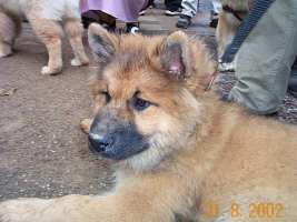 Tivoli hundeparade Eurasier 2002