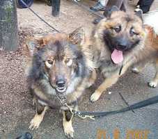 Tivoli hundeparade Eurasier 2002