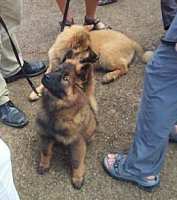 Tivoli hundeparade Eurasier 2002