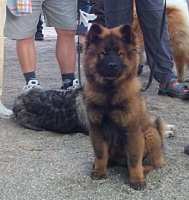 Tivoli hundeparade Eurasier 2002