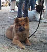 Tivoli hundeparade Eurasier 2002