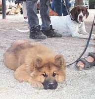 Tivoli hundeparade Eurasier 2002