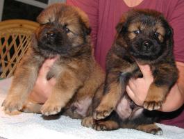 Pas på vi er monster CUTE Eurasier bamser..